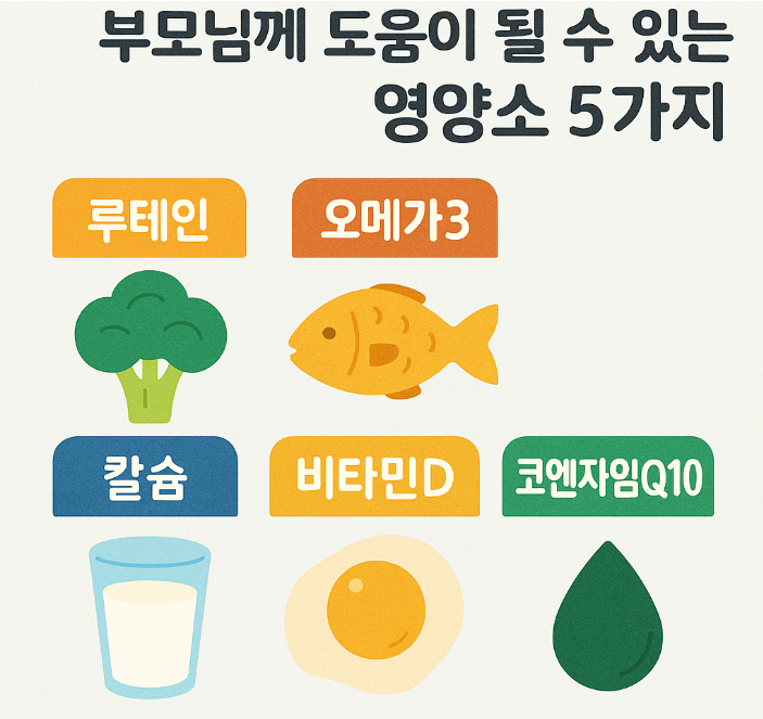 부모님께 도움이 될수 있는 영양소 5가지