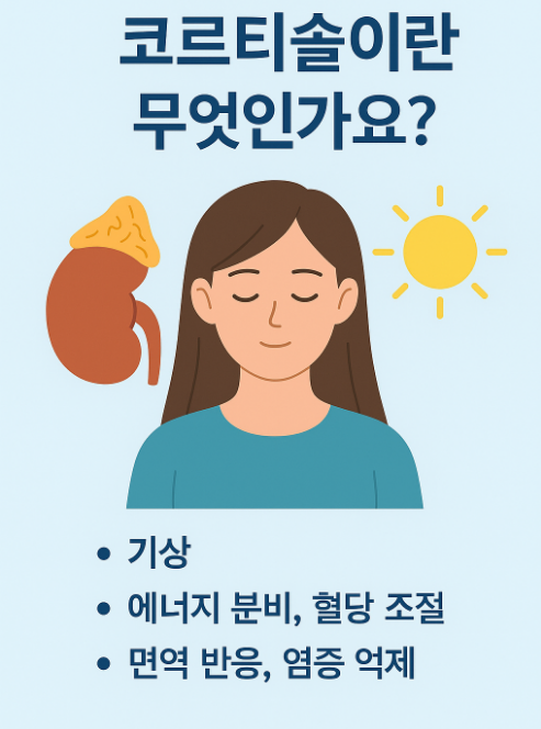 코르티솔이란?